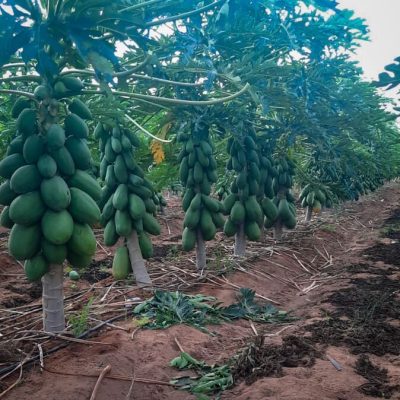 CAMPO COSTA 012 CAMPO COSTA 012