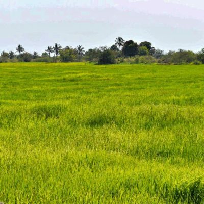 CAMPO COSTA 014 CAMPO COSTA 014