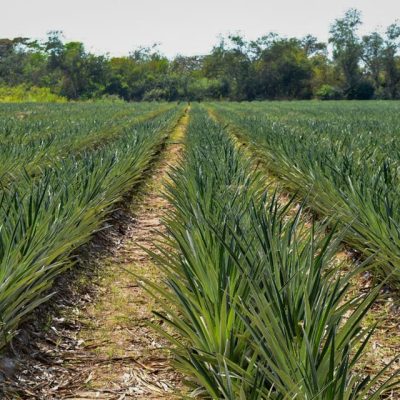 CAMPO COSTA 05 CAMPO COSTA 05