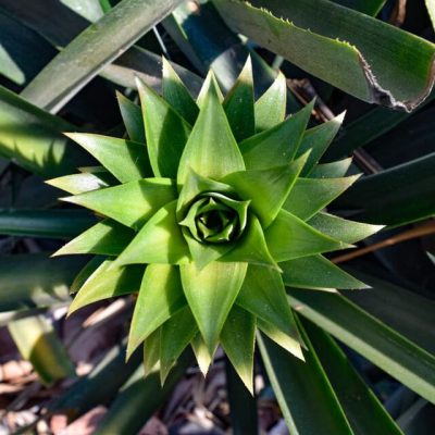 CAMPO COSTA 07 CAMPO COSTA 07