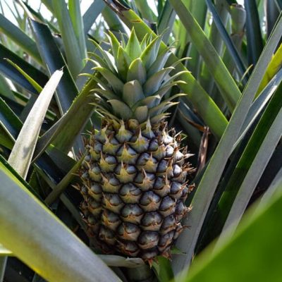 CAMPO COSTA 08 CAMPO COSTA 08